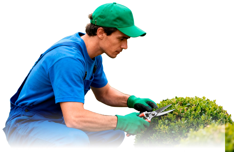 Jardinagem com rotina definida e atenção ao ambiente